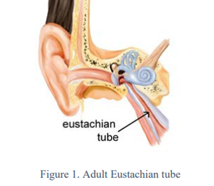 Adult Eustachian tube